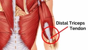 distal triceps tendon
