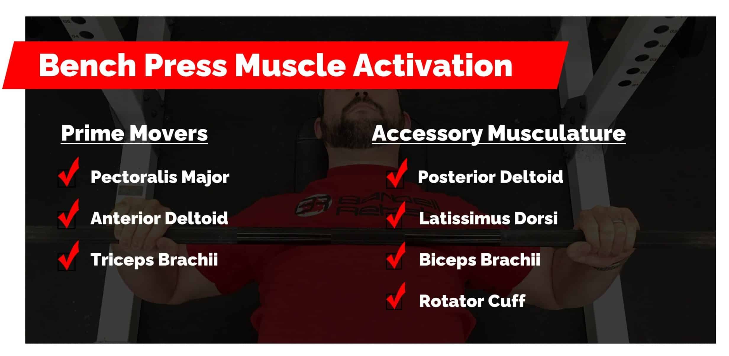 bench press muscle activation
