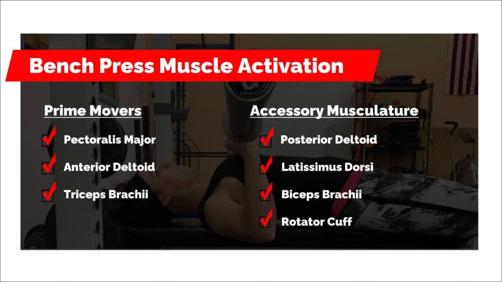 bench press muscle activation - Barbell Rehab