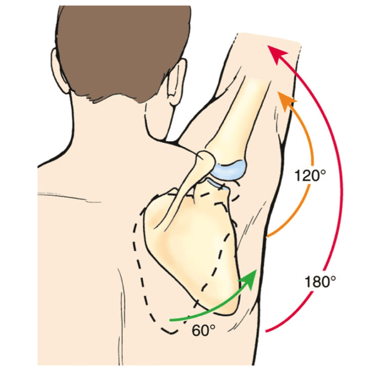 Stop Blaming Scapular Dyskinesis For Shoulder Pain - Barbell Rehab